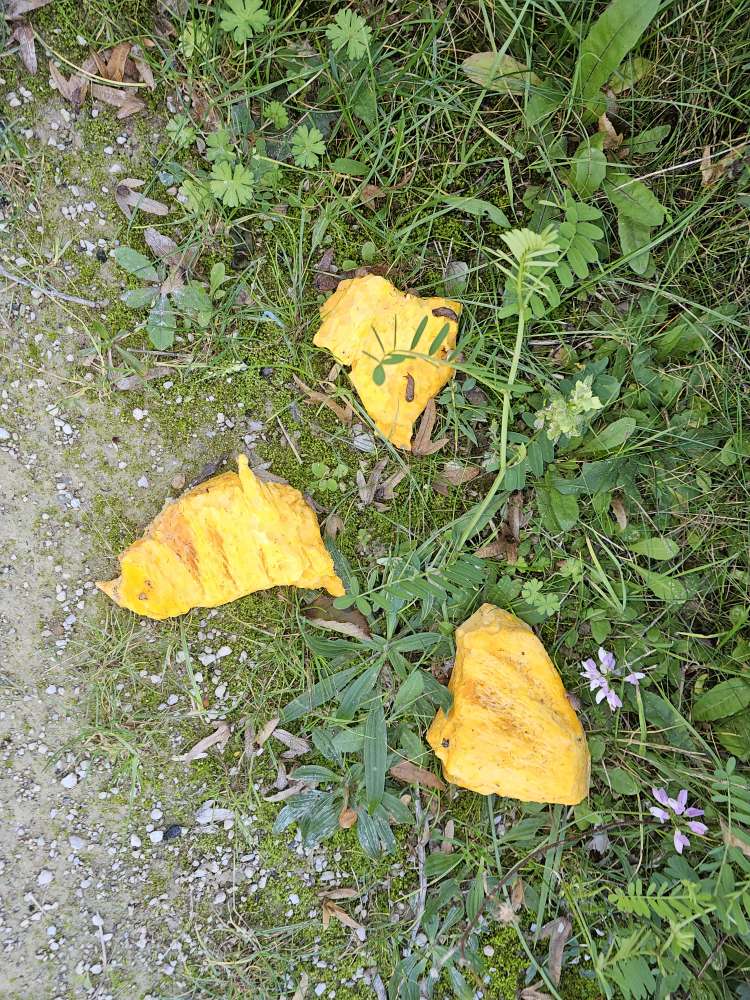 Giftköder-Verdächtiges Essen am LBS Park-Profilbild