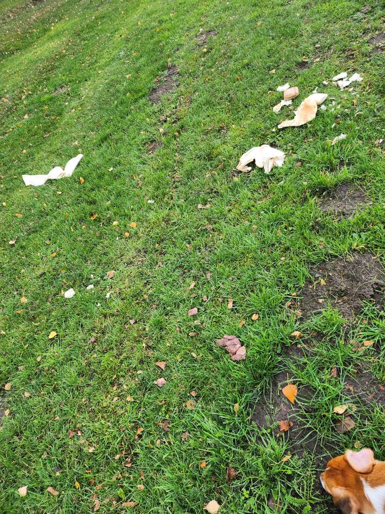 Giftköder-Eventuell Giftköder-Profilbild