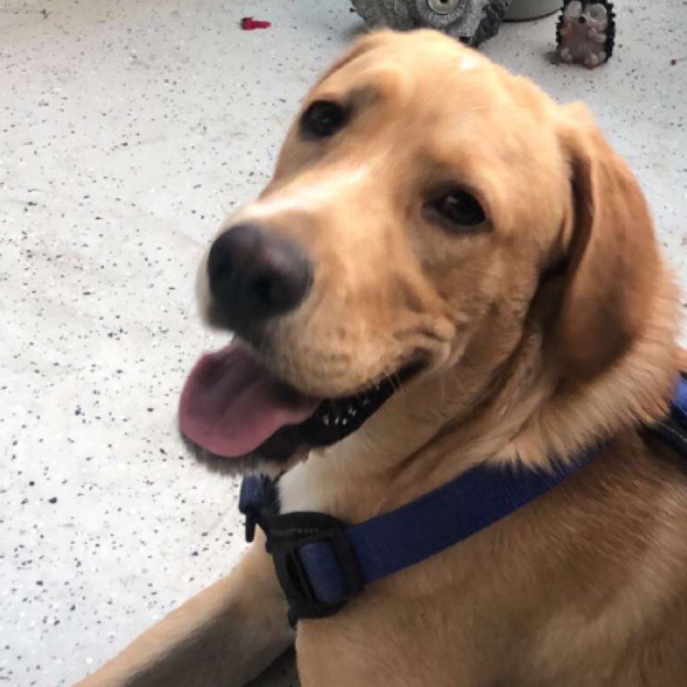 Hundetreffen-Micky sucht eine Spielkameradin zum Spielen.-Profilbild