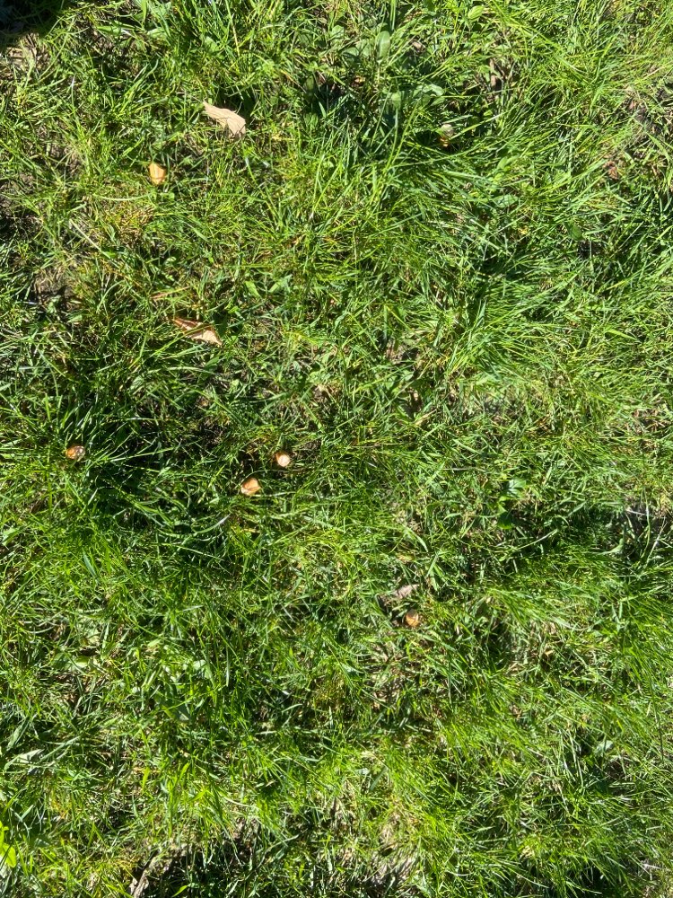 Giftköder-Wiener Stückchen im Gras-Profilbild