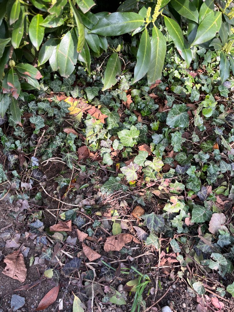 Giftköder-Fleischbällchen im Gebüsch-Profilbild