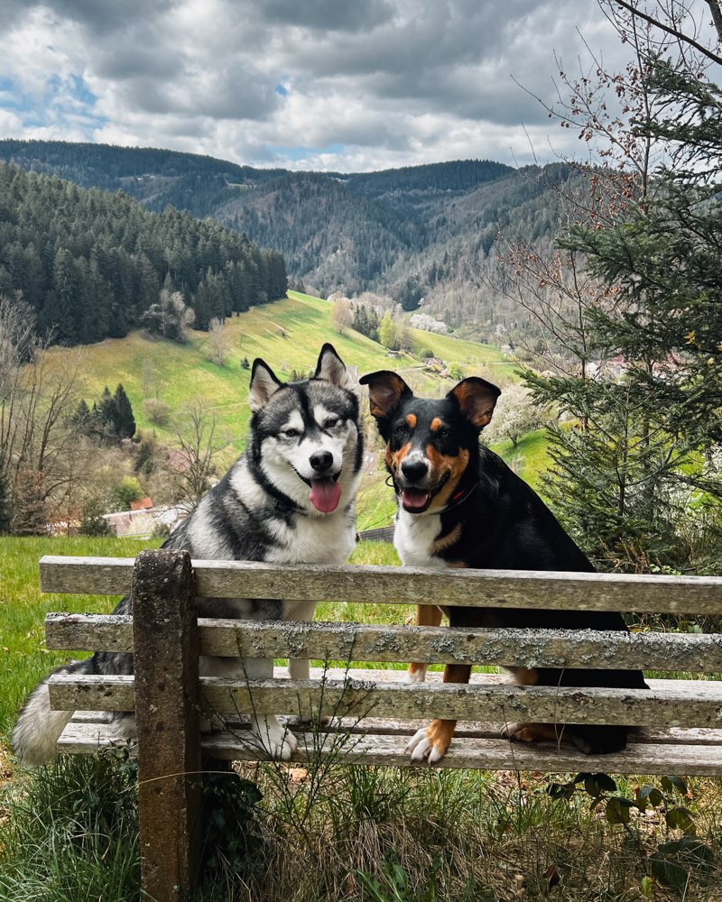 Hundetreffen-sportliche Hundefreunde-Profilbild