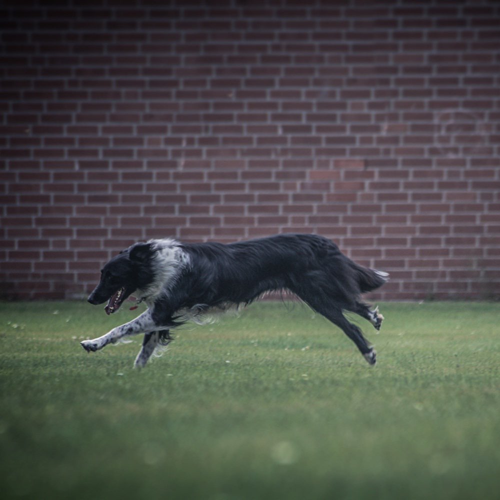 Hundetreffen-Spielstunde/Gassirunde-Profilbild
