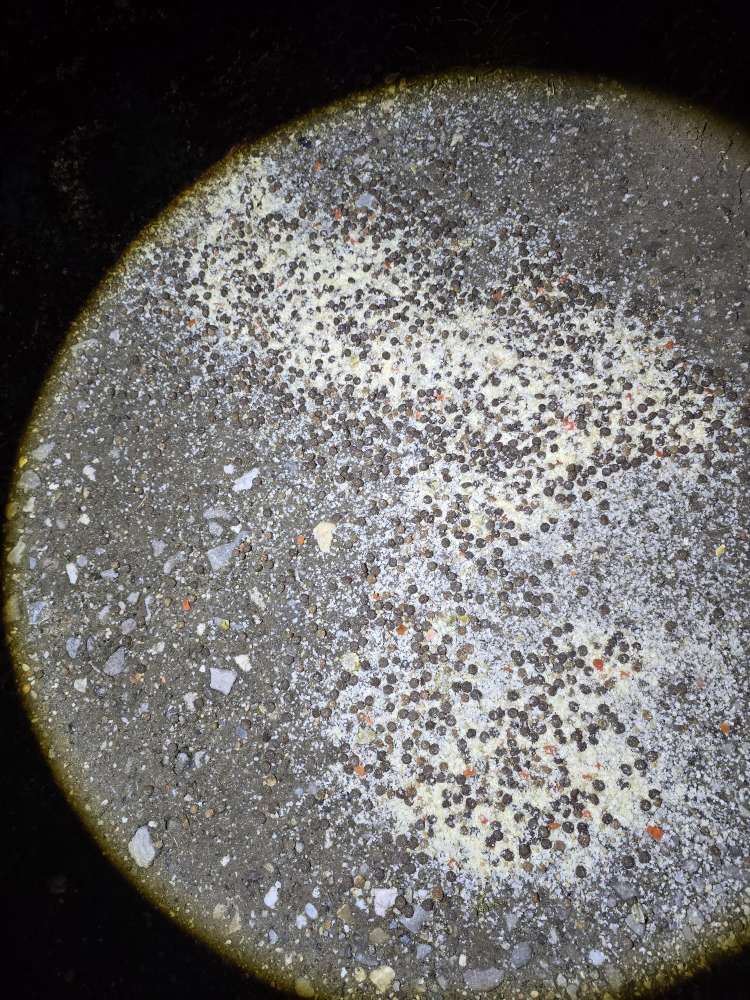 Giftköder-Vermutlich Giftköder-Profilbild