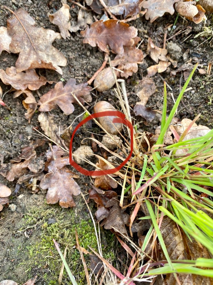 Giftköder-Achtung Giftköder?-Profilbild