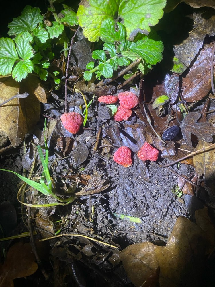 Giftköder-Evtl. Giftköder-Profilbild