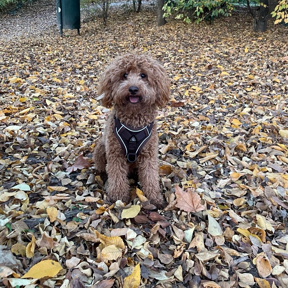 Hundetreffen-Loui ( 10 Monate alter Zwergpudel ) sucht Spielbuddies zum Austoben-Profilbild