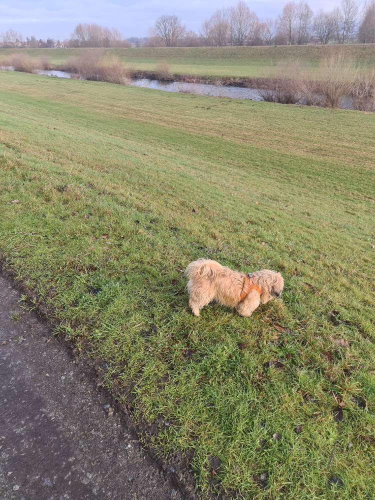 Hundetreffen-Rund um Offenburg-Profilbild