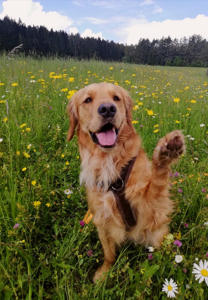 Hundetreffen-Hundefreund gesucht-Profilbild