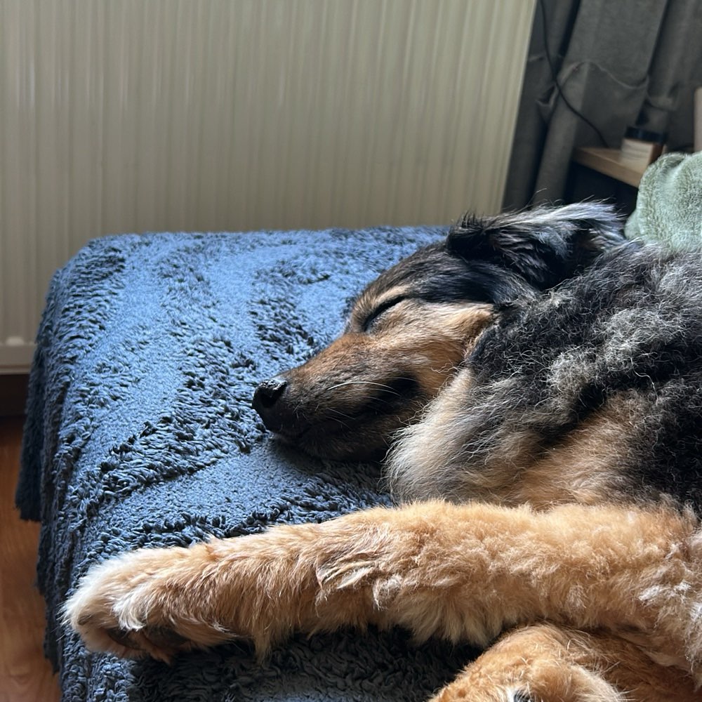 Hundetreffen-Schnuppertreffen-Profilbild