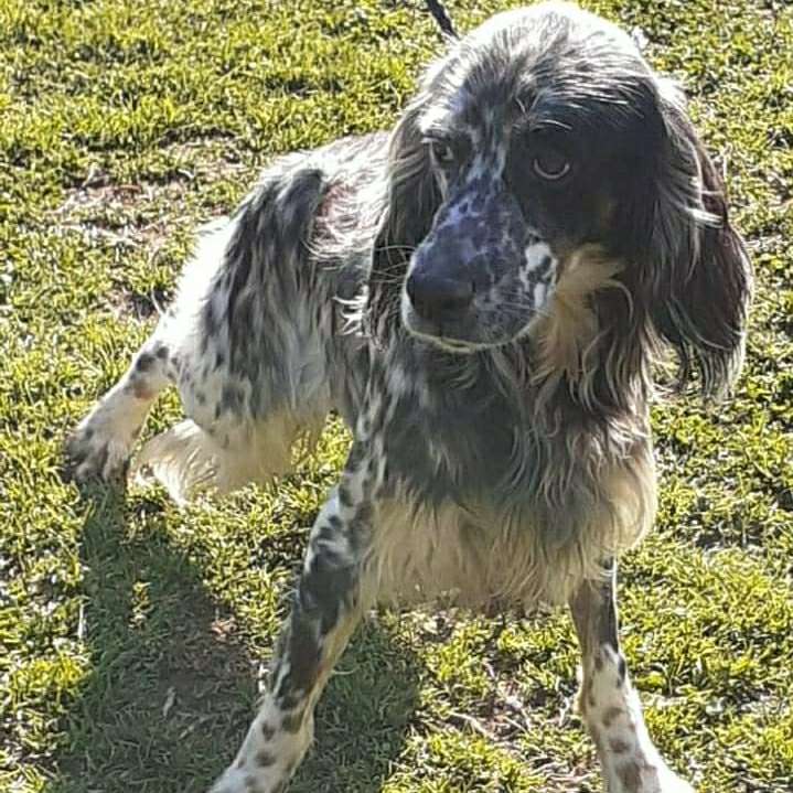 Suchmeldung-Ala del Titerno-Profilbild