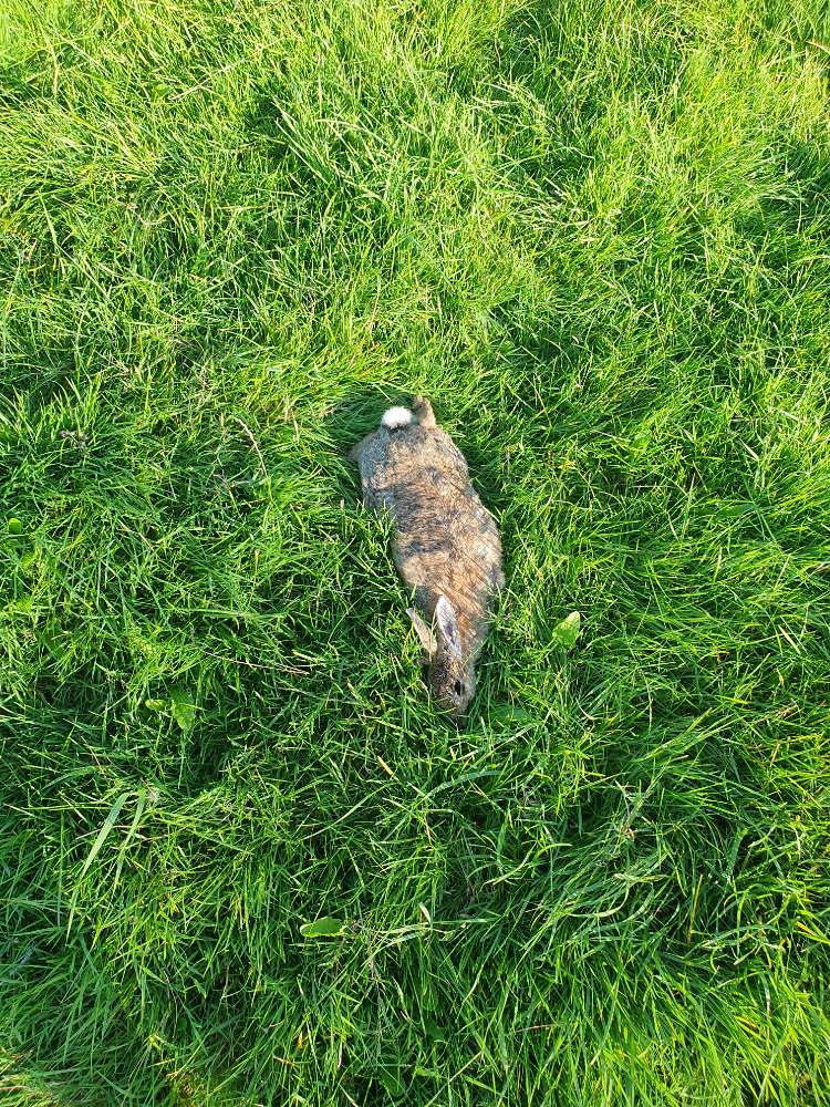 Giftköder-Kaninchen Kadaver-Profilbild