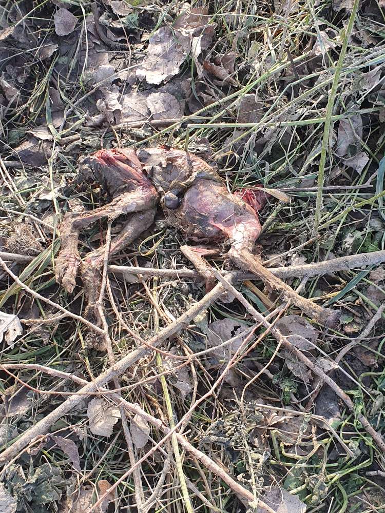 Giftköder-Rehkitz Kadaver-Profilbild