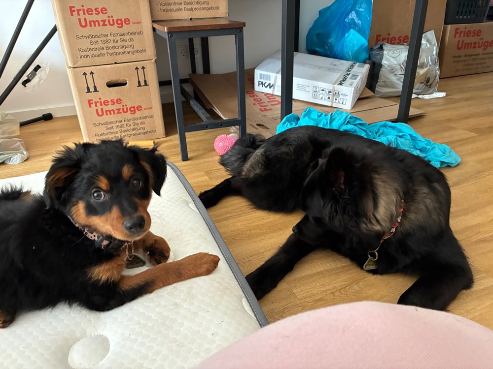 Hundetreffen-Welpentreffen-Profilbild