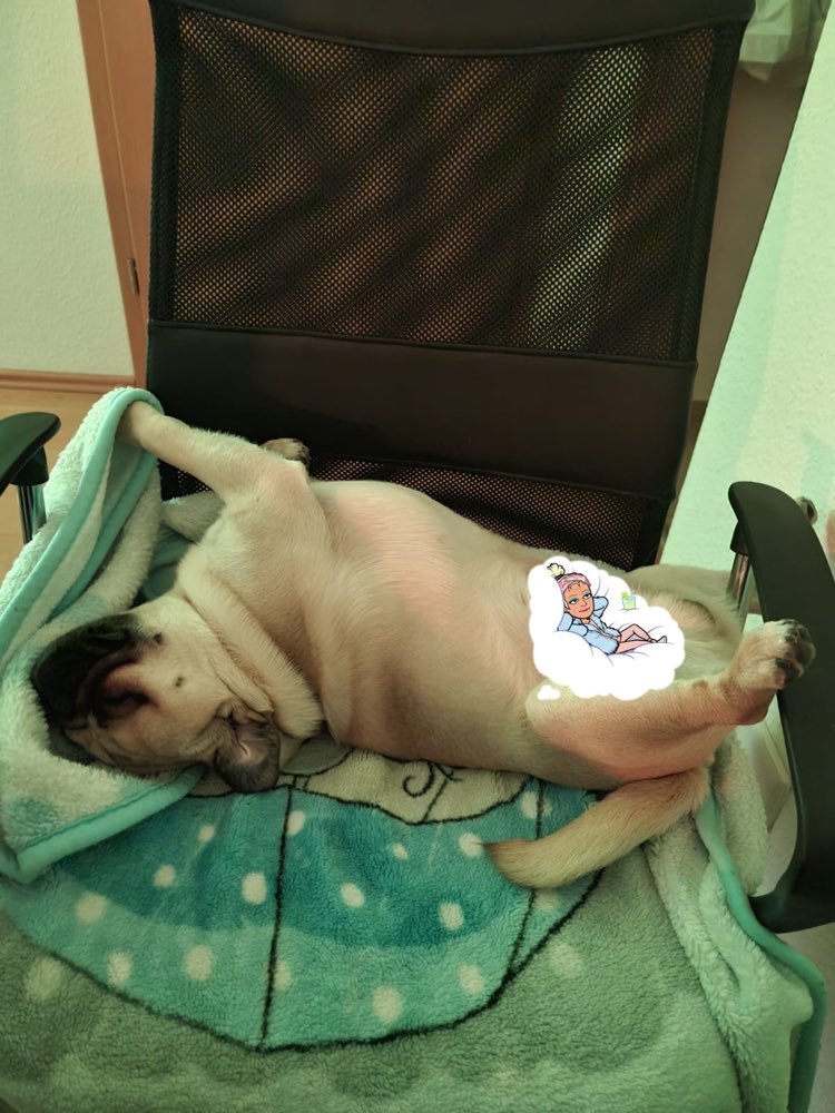 Hundetreffen-Carlos möchte gerne Spielen-Profilbild