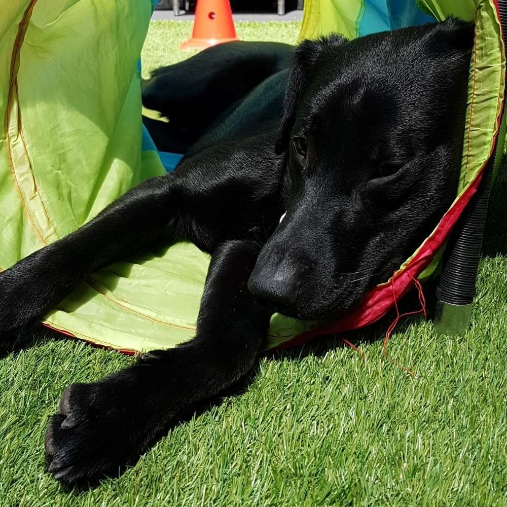 Hundetreffen-Gemeinsame Gassirunden/Spielpartner gesucht-Profilbild