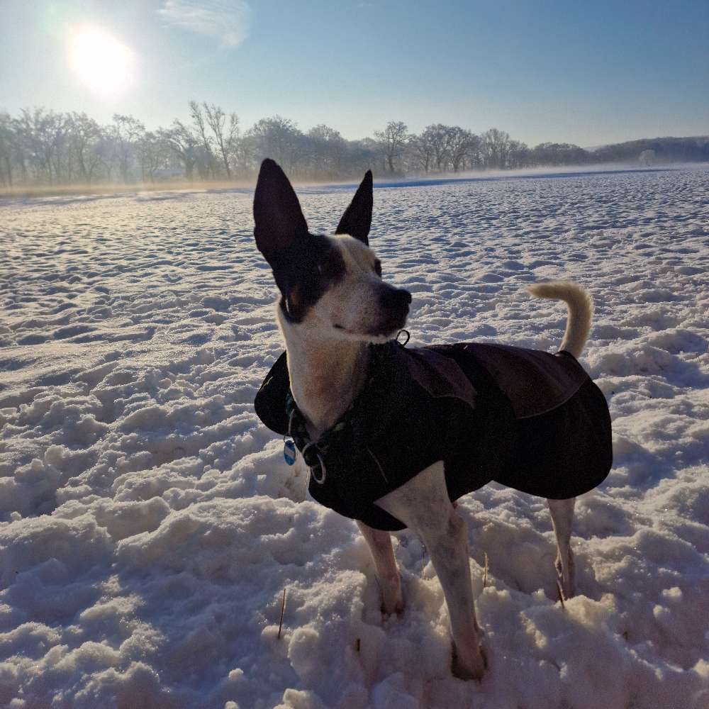 Hundetreffen-Morgendliche Gassirunde-Profilbild
