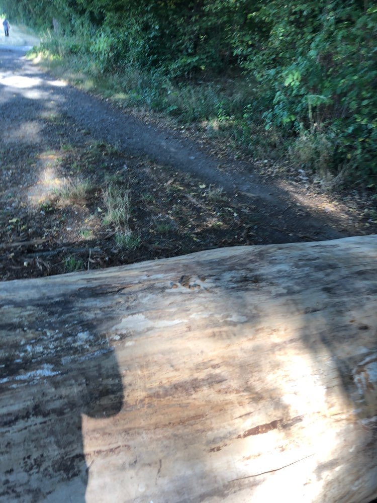 Giftköder-Futter auf Baumstamm und evtl. drum rum-Profilbild