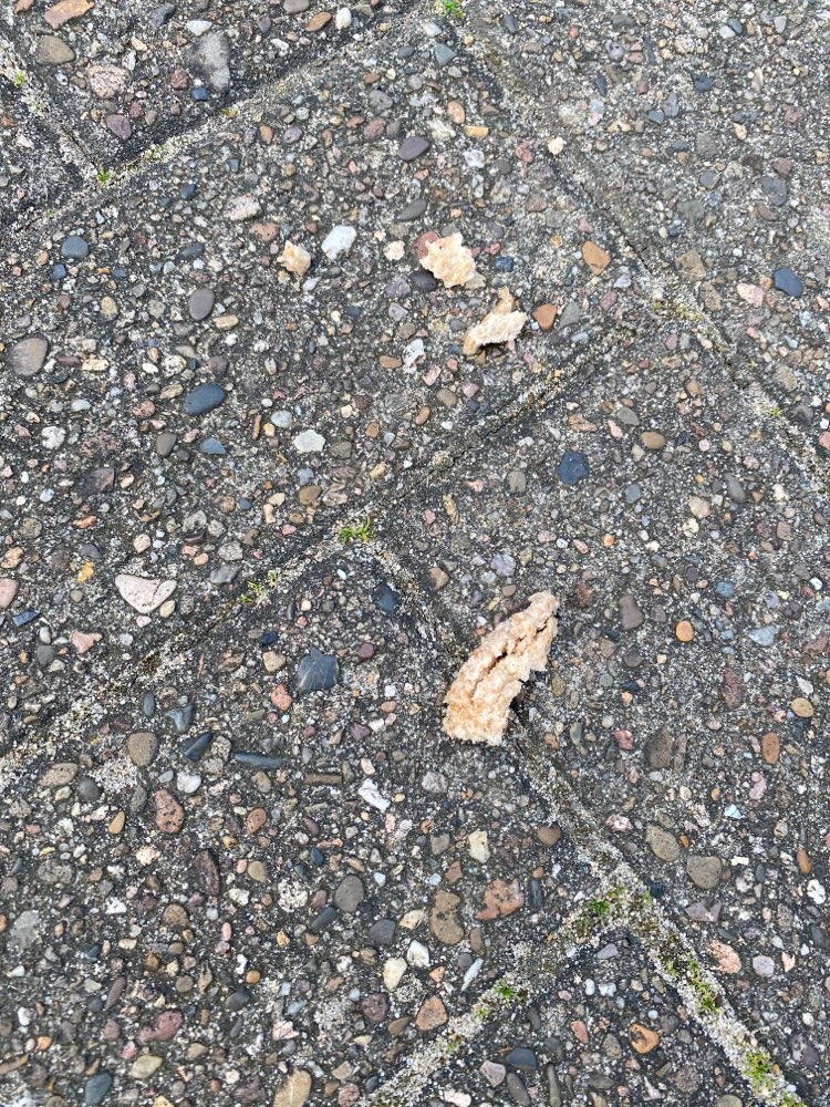 Giftköder-Fleisch/ Toast ausgelegt-Profilbild