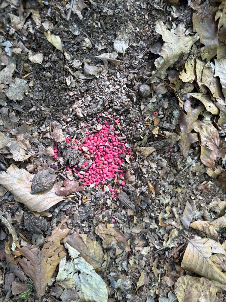 Giftköder-Evtl. Rattengift-Profilbild