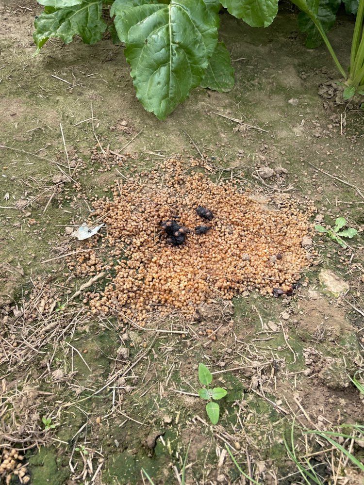 Giftköder-Unbekanntes Substrat-Profilbild