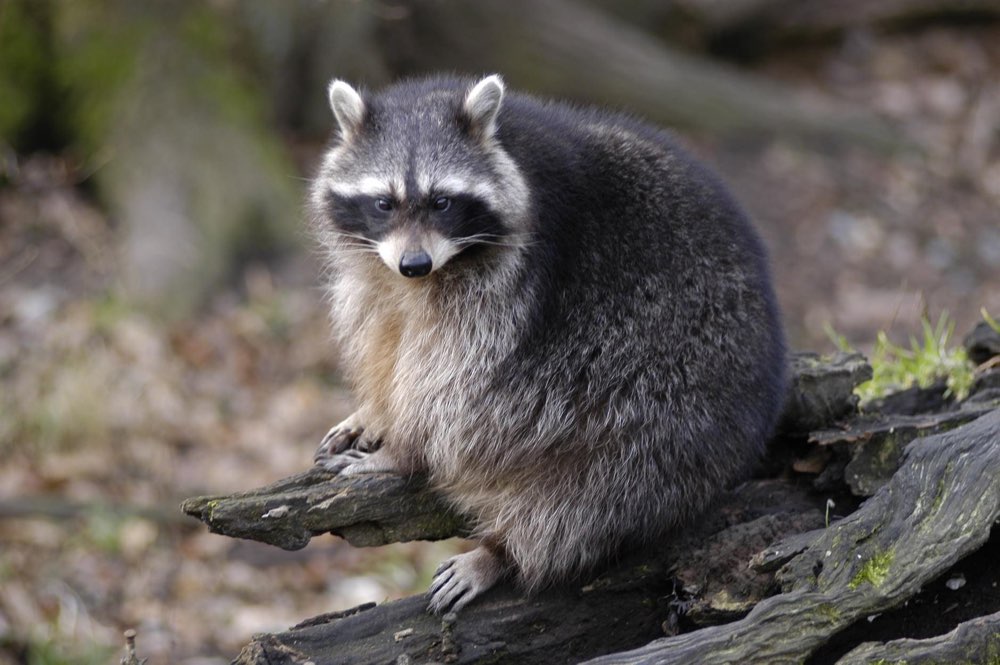 Giftköder-Staupe im Raum Möhnesee-Profilbild