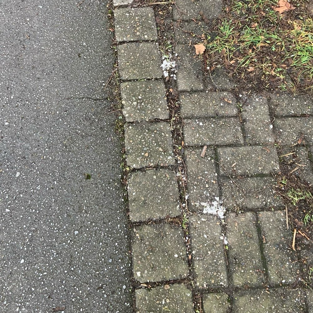 Giftköder-Seltsame weiße Substanz. Rattengift?-Profilbild