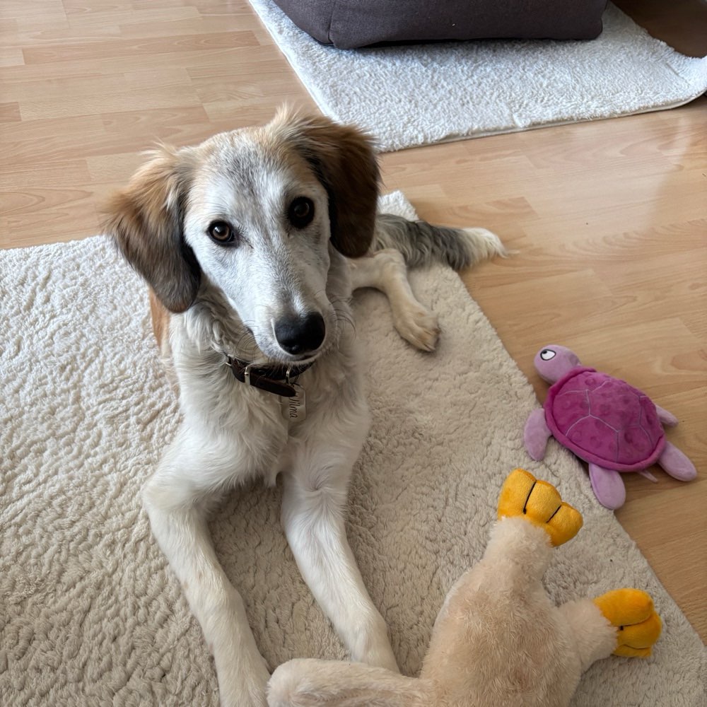 Hundetreffen-Spieletreffen/ Social Walk-Profilbild