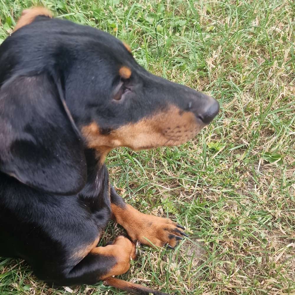 Hundetreffen-Spielen und Gassi gehen-Profilbild