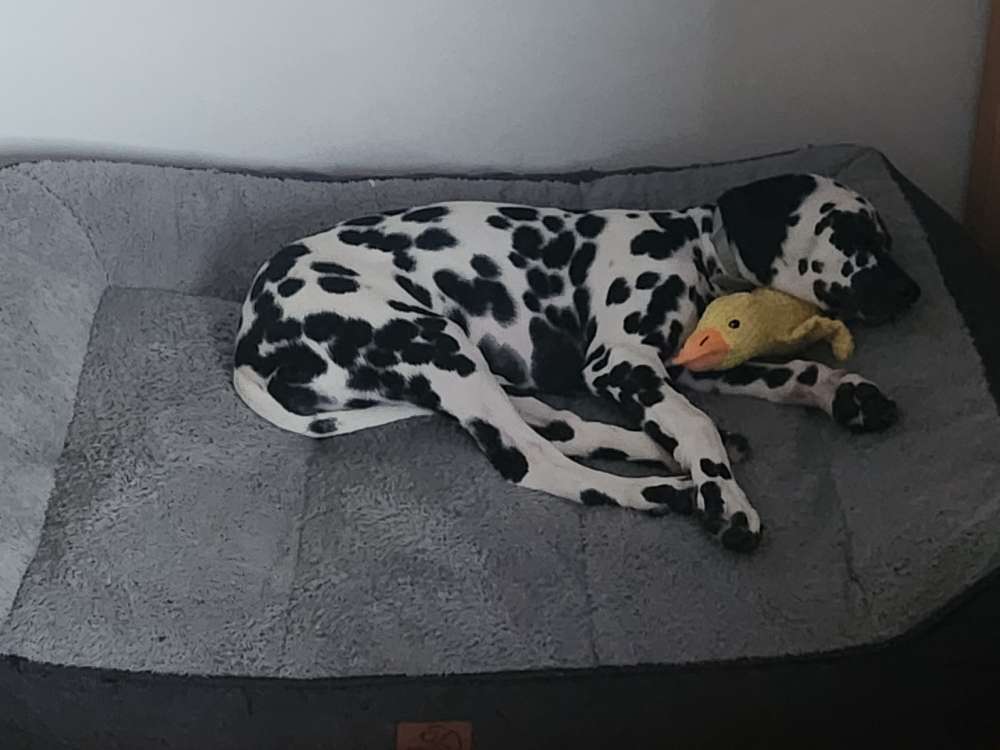 Hundetreffen-Welpentreffen in Vorchdorf-Profilbild