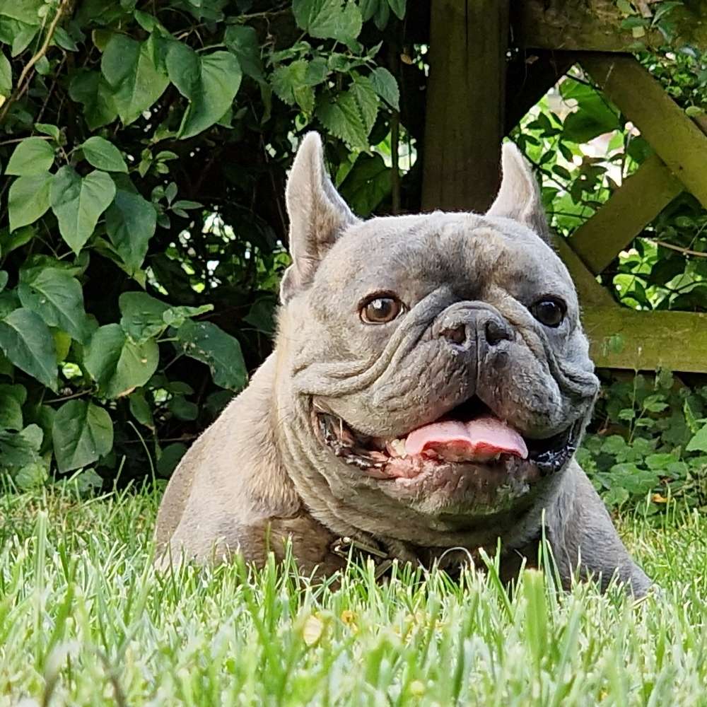 Ersteller:in Französische Bulldoggen Treffe n Profilbild