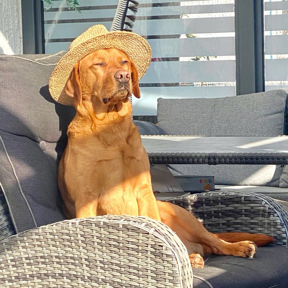 Hundetreffen-Neue Hundefreundschaften gesucht-Profilbild