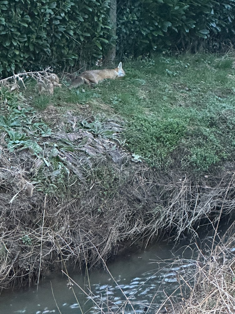 Giftköder-Toter Fuchs-Profilbild