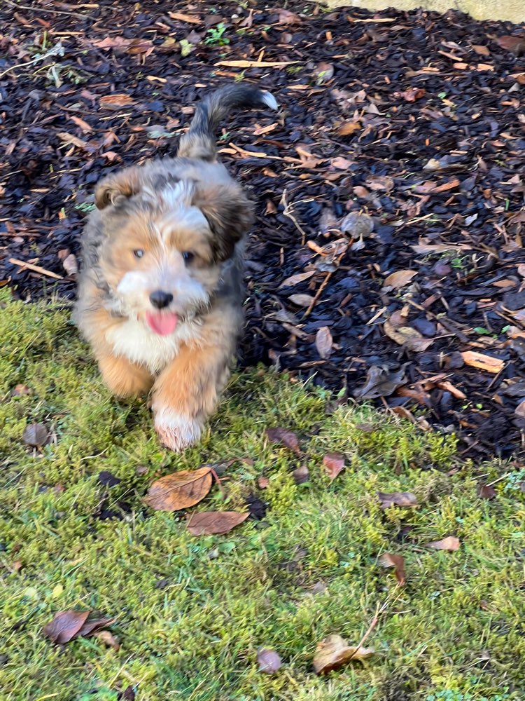 Hundetreffen-Welpentreffen-Profilbild