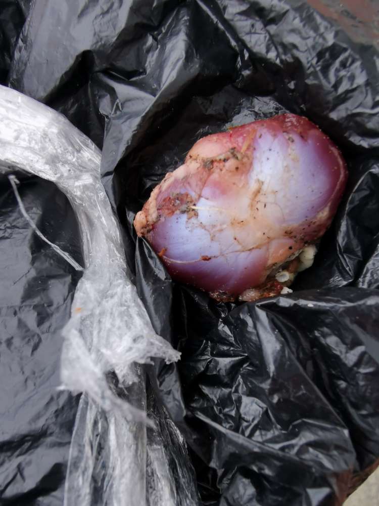 Giftköder-Vermutlicher Giftköder, rohes Fleisch-Profilbild