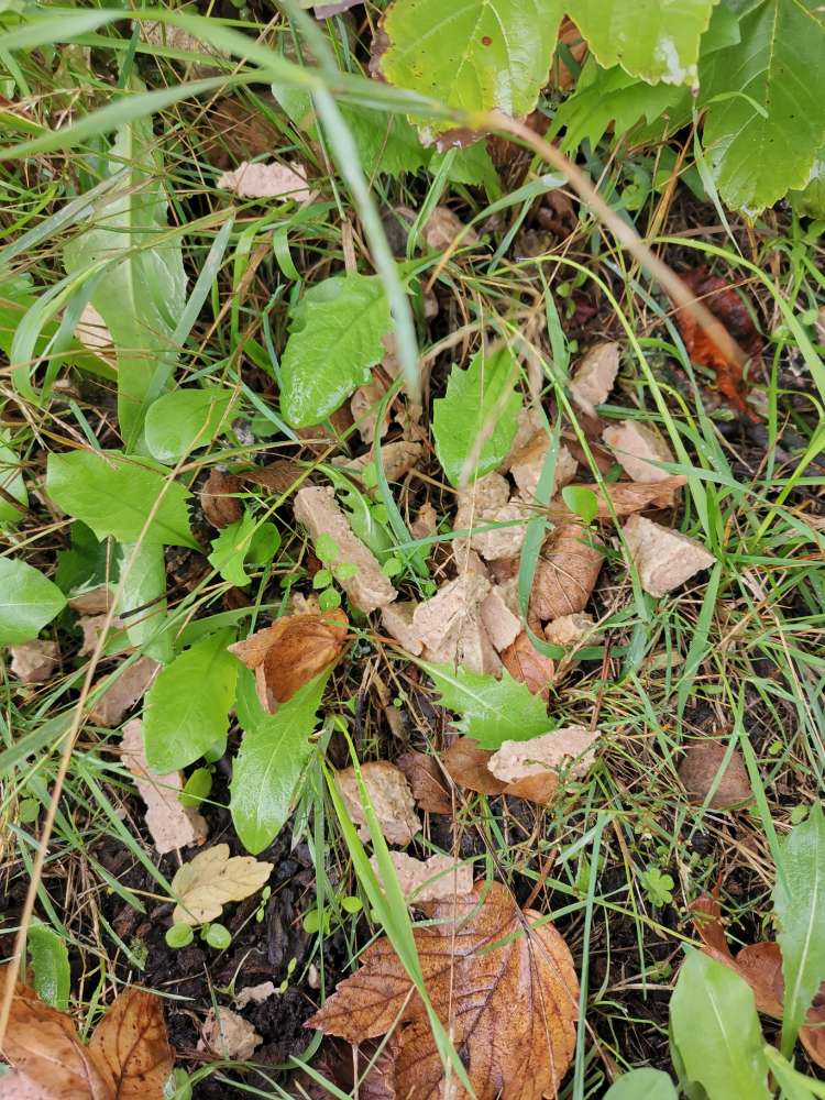 Giftköder-Vermutlicher Köder-Profilbild