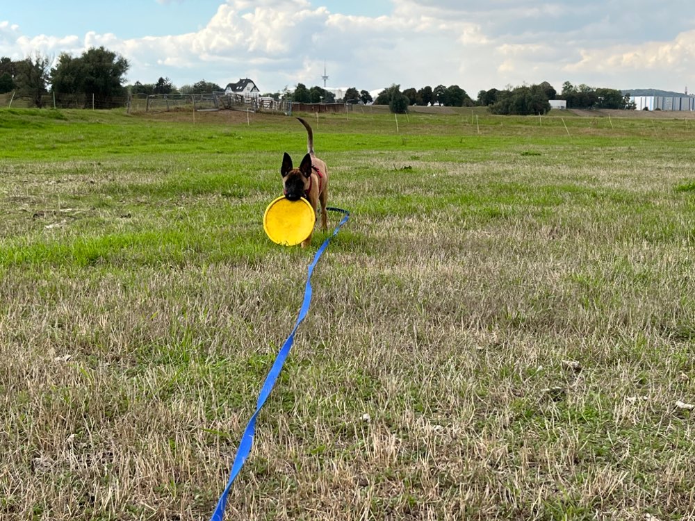 Hundetreffen-Welpentreff in Duisburg-Profilbild