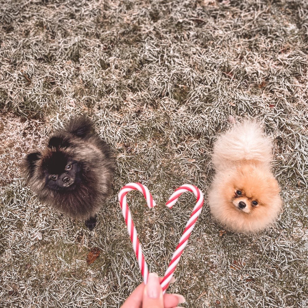 Hundetreffen-Pom&Co Treff-Profilbild