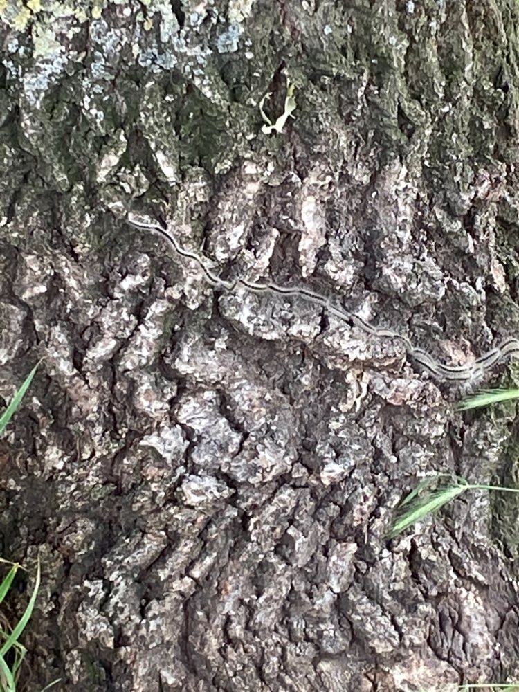 Giftköder-Eichenprozessionsspinner-Profilbild