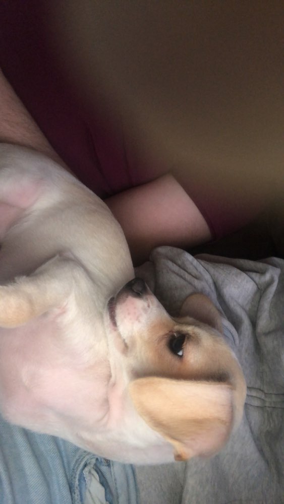 Hundetreffen-Welpentreffen in Hagen-Profilbild