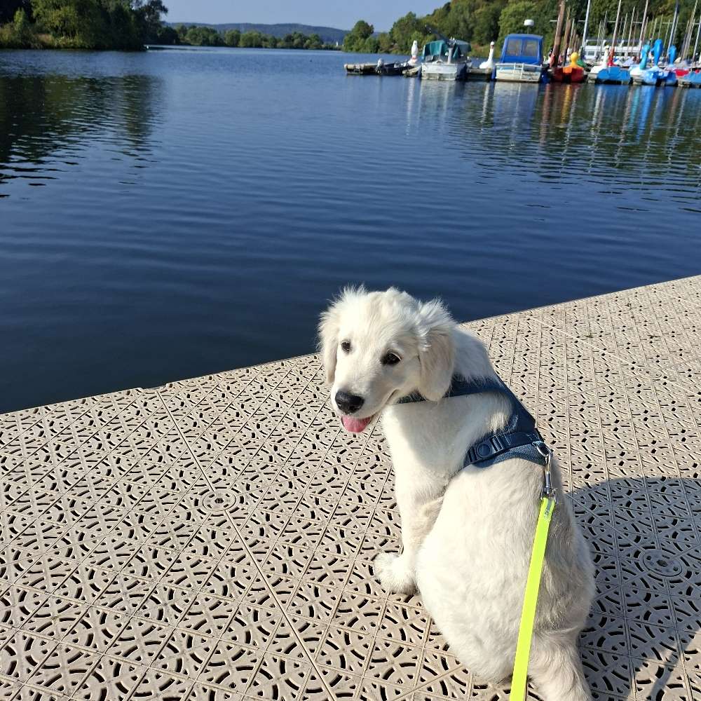 Hundetreffen-Bruno sucht Spielgefährten  🐾-Profilbild