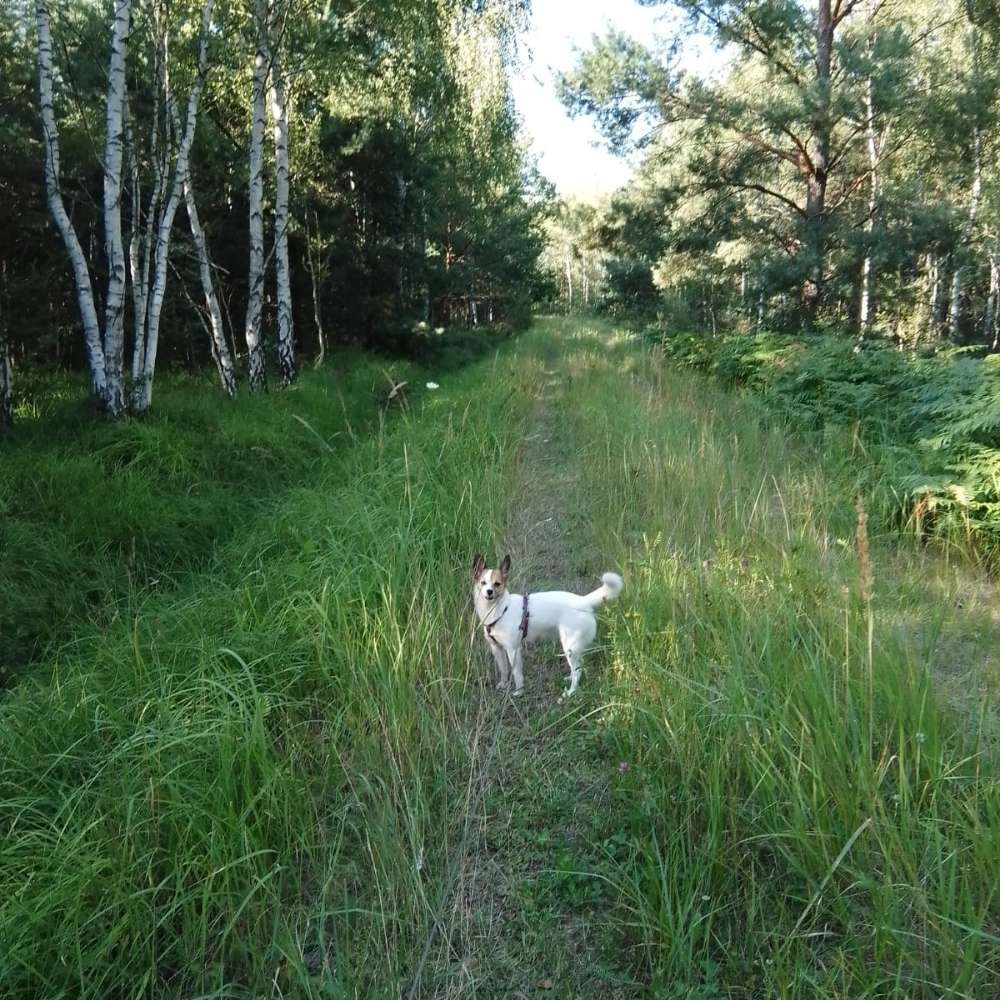 Hundetreffen-Neue Leute und Hunde kennenlernen-Profilbild