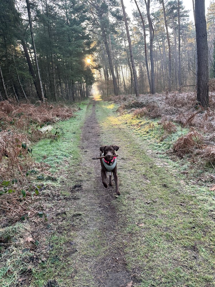 Hundetreffen-Sozialisierungs Runde an der Leine-Profilbild