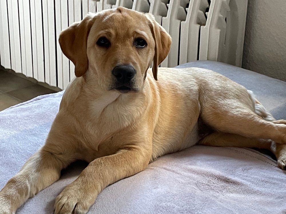 Hundetreffen-Welpenspielrunde-Profilbild