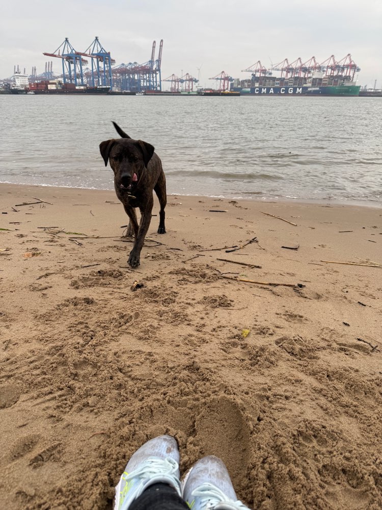 Hundetreffen-Gassitreffen, Spiel & Spaß, Ruhe & Training-Profilbild