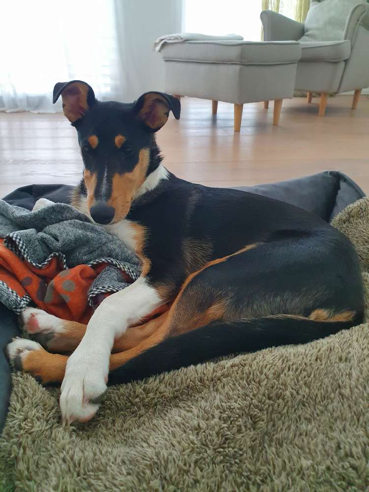 Hundetreffen-Spiel- und Gassi-Treff-Profilbild