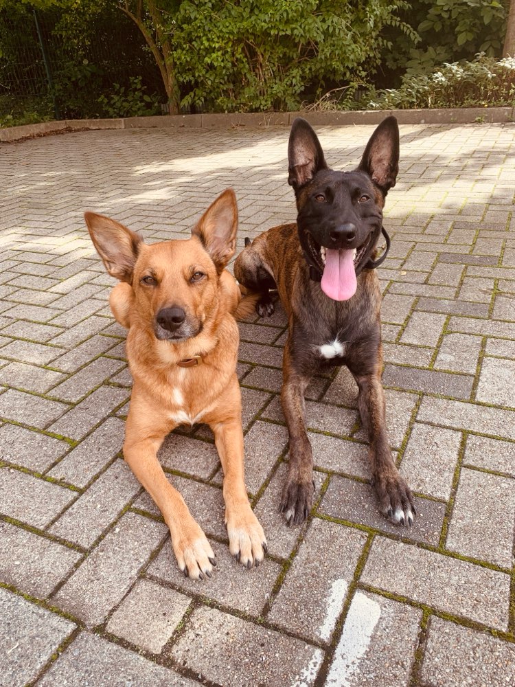 Hundetreffen-Sozial Walk's 🐾-Profilbild