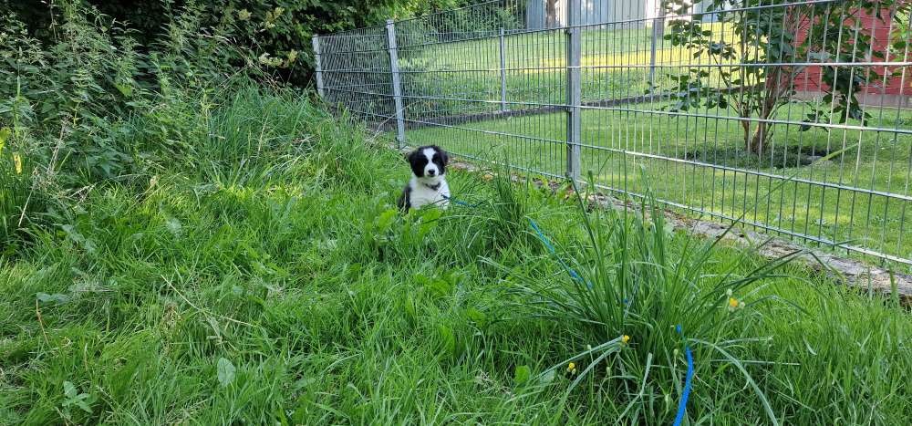 Hundetreffen-Welpe sucht Gefährten-Profilbild