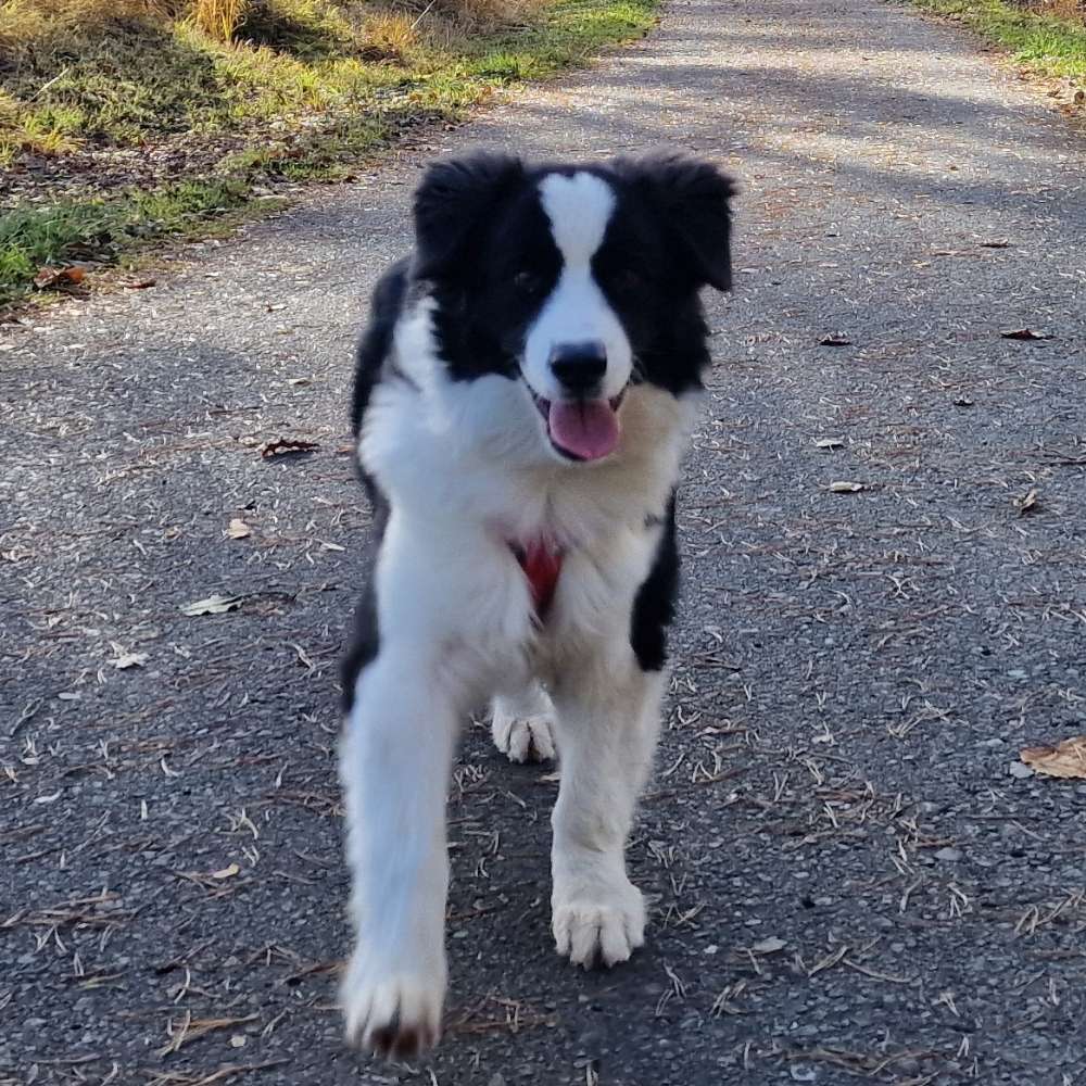 Hundetreffen-Spiel, Spaß, Training, Kontakt-Profilbild