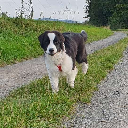 Hundetreffen-Training-Profilbild